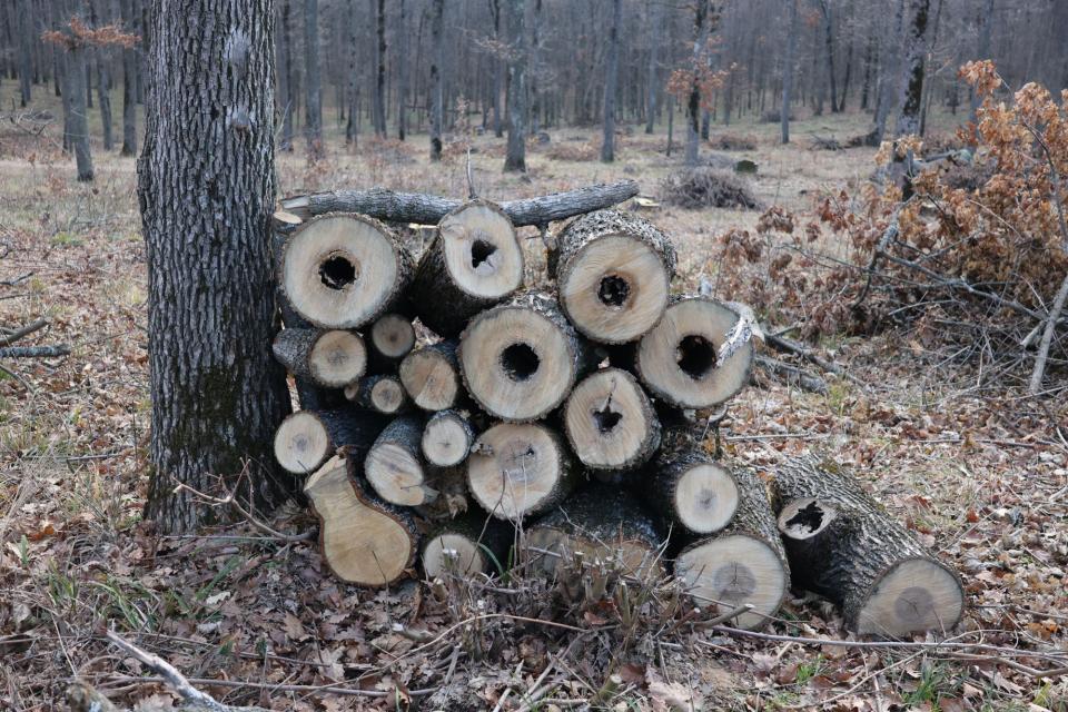 Ministerul Mediului anunță lucrări silvice în pădurile din fondul forestier național