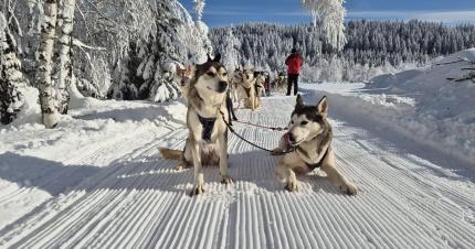 Plimbări spectaculoase cu sănii trase de câini husky, în România. Unde găsiți această aventură 