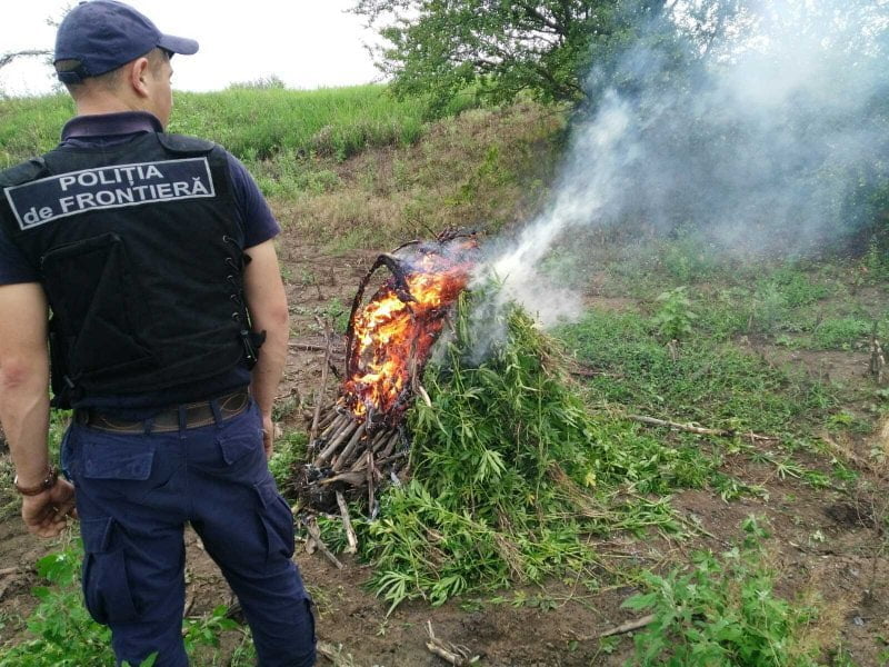 Plantații de cânepă pe o suprafață de 50 metri, nimicite în apropiere de frontiera de stat//FOTO