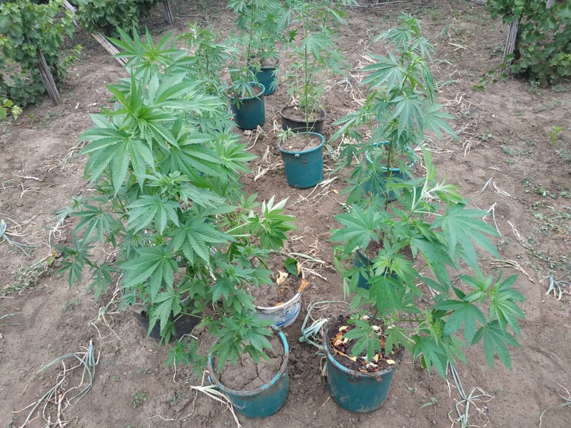 Doi gospodari din Pașcani, com. Manta, riscă închisoare pentru creșterea cânepei //FOTO