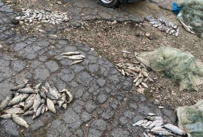 Braconaj piscicol în sudul țării: Circa 50 kg de pește a fost pescuit ilegal