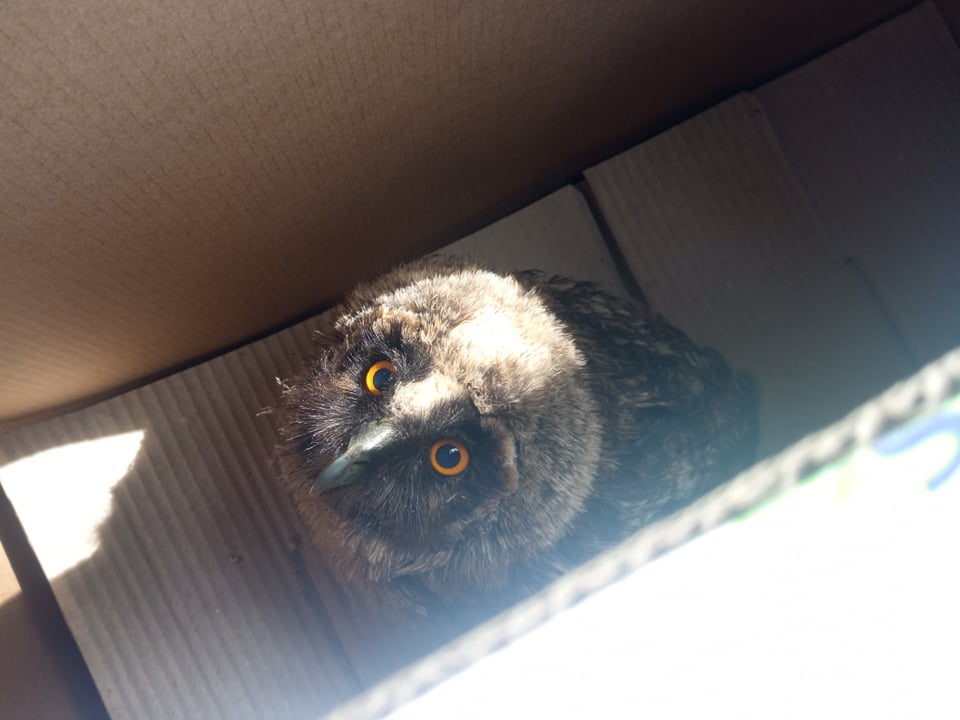 Pompierii din Cahul au pus un pui de bufniță înapoi în cuib // FOTO