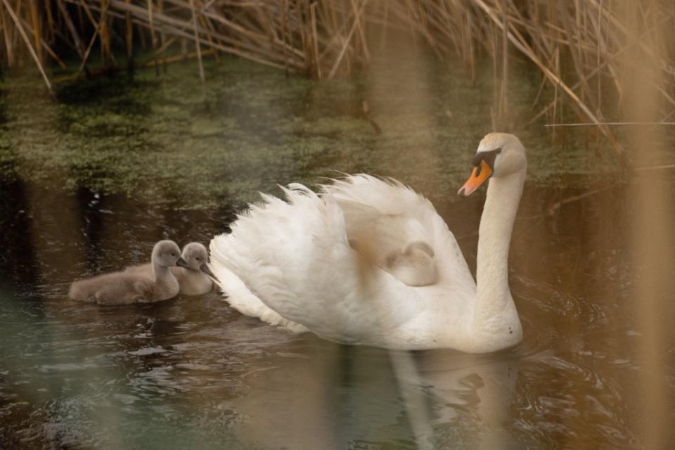 Focar de Gripă Aviară la Cahul. Cinci lebede au fost găsite moarte la Lacul Beleu