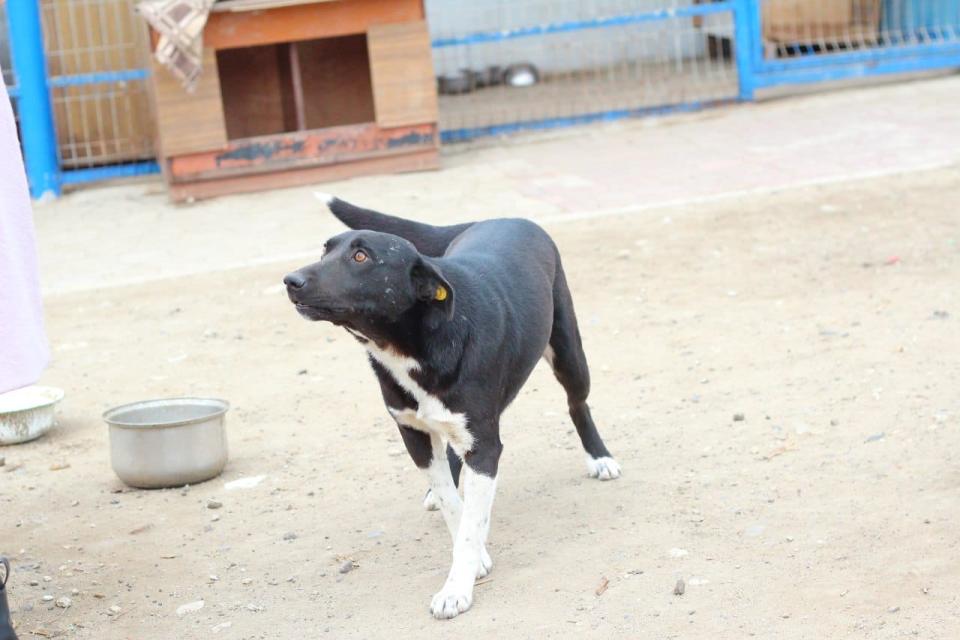 Află câți câini maidanezi au fost sterilizați și adoptați în 2022 la Cahul