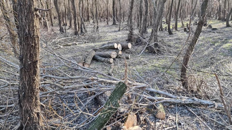 Au tăiat, au aranjat, dar nu au reușit să le transporte. Autoritățile caută făptașii defrișărilor de copaci pe o suprafață de circa 7 hectare // FOTO