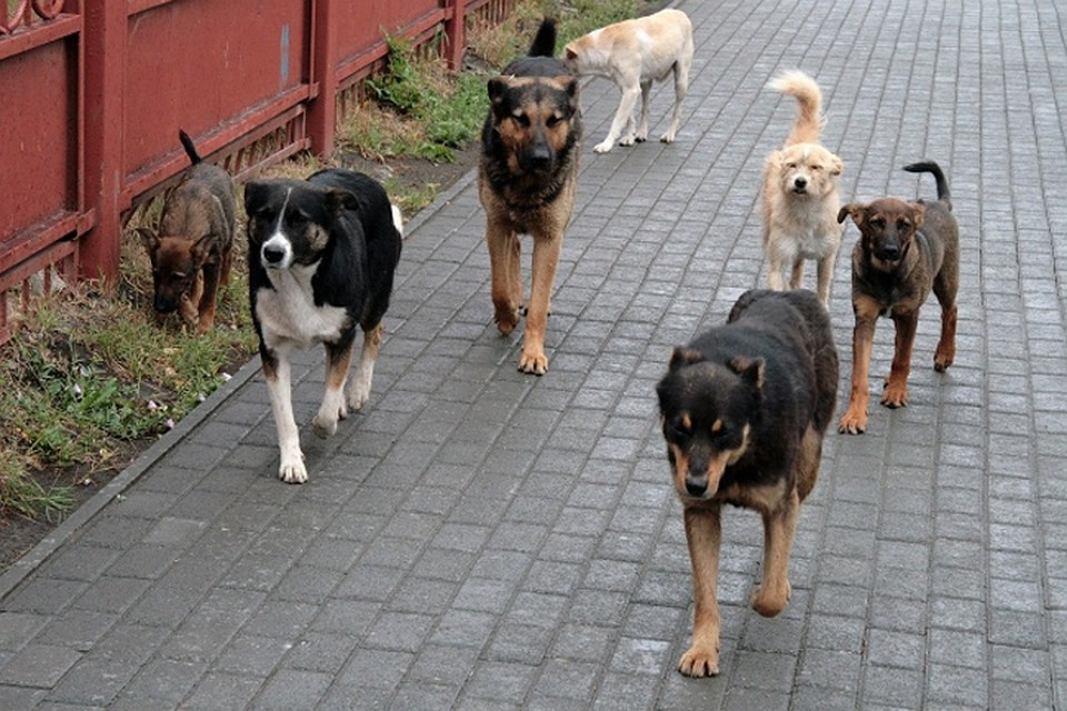 „Sperietură, frică și durere” Fetiță de 9 ani din Cahul a fost mușcată de un câine maidanez în preajma școlii