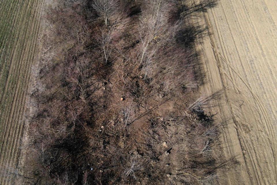 FOTO// Se fură ca-n Codru la Lebedenco. Mai multe fâșii forestiere - defrișate complet
