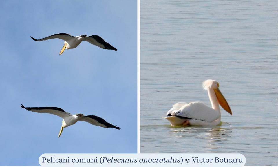 Primii pelicani din acest an au fost observați în sudul Moldovei