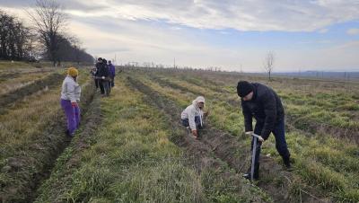 Arbori noi plantați la marginea orașului Cahul: Primăria contribuie la un mediu mai curat