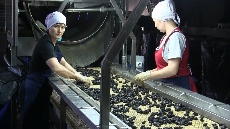 În comuna Burlacu a fost deschisă unica uscătorie de fructe și legume din raionul Cahul
