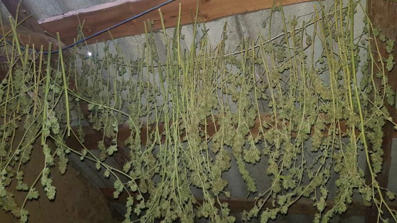Un locuitor al raionului Cahul creștea și comercializa la domiciliu substanțe narcotice