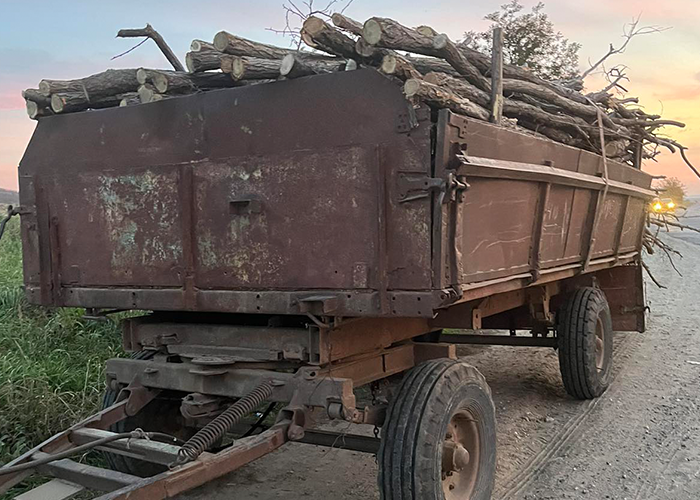 Trasport ilegal de masă lemnoasă depistat la Cahul. Detalii