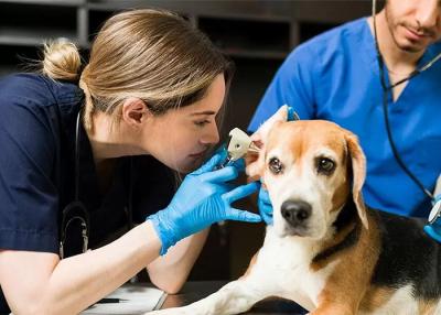 Lipsă acută de medici veterinari. Statul oferă indemnizații pentru a atrage tinerii specialiști