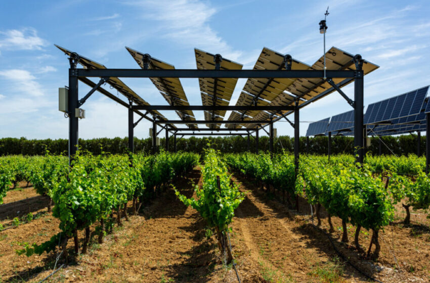 Asistență financiară de până la 18.000 de dolari pentru întreprinderile agricole. Eligibil și raionul Cahul