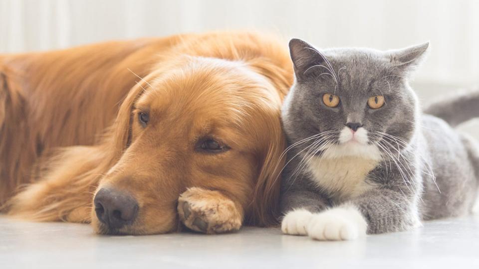 Animalele de companie vor fi vaccinate gratis antirabic. Află unde și când