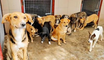 Un nou azil pentru câini maidanezi va fi deschis la Cahul