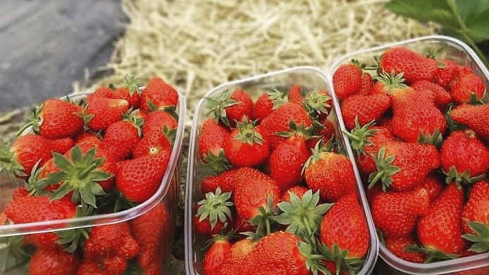 Plantație de căpșuni. Istoria de succes a familiei Razloga din raionul Cahul