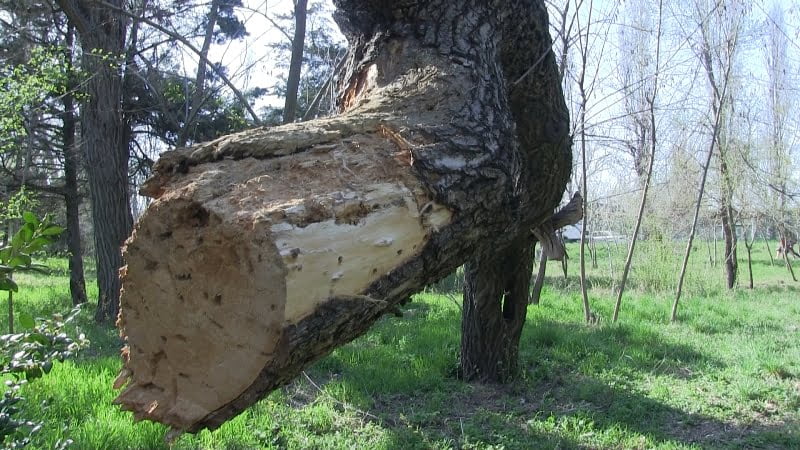 Parcul de la Ghidro – reîntors la viață