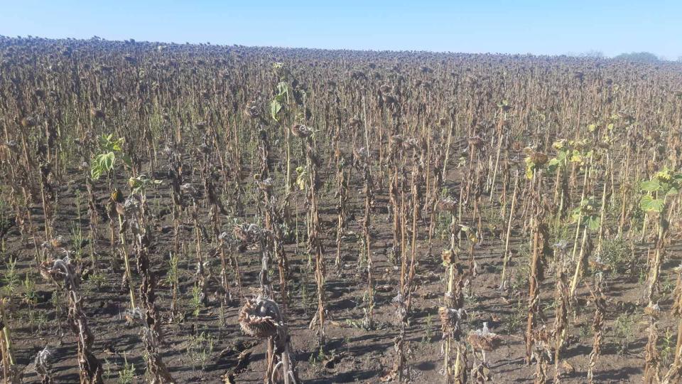 Fermierii din sudul țării au început recoltarea florii soarelui: Avem media de 200-300 kg/ha