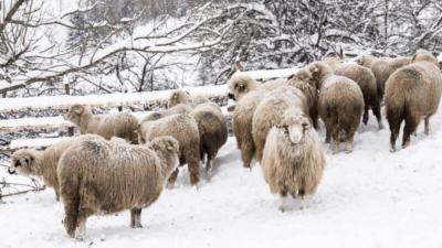 Frigul pune în pericol sănătatea animalelor: ANSA vine cu recomandări