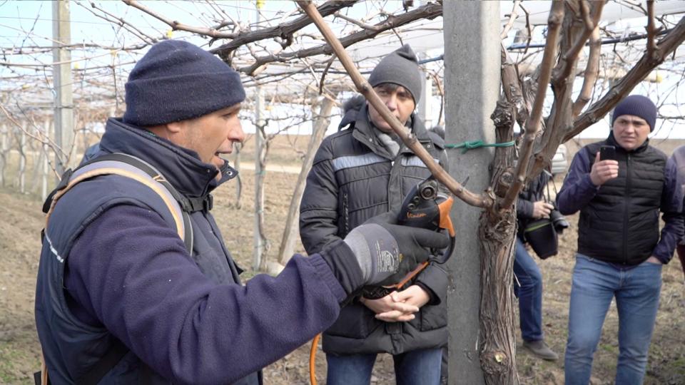 VIDEO// Italienii curăță vița de vie pe o plantație din raionul Cahul. Află motivul