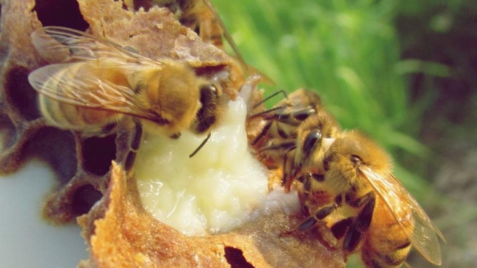 Ghidul Apicultorului: Obținerea lăptișorului de matcă