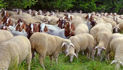 Granturi de până la 1 milion USD pentru dezvoltarea fermelor de bovine, ovine și caprine