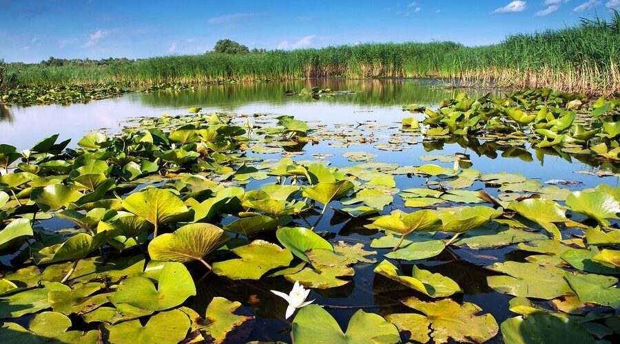 Trei locuitori ai satului Slobozia Mare documentați pentru pescuit ilicit pe lacul Beleu