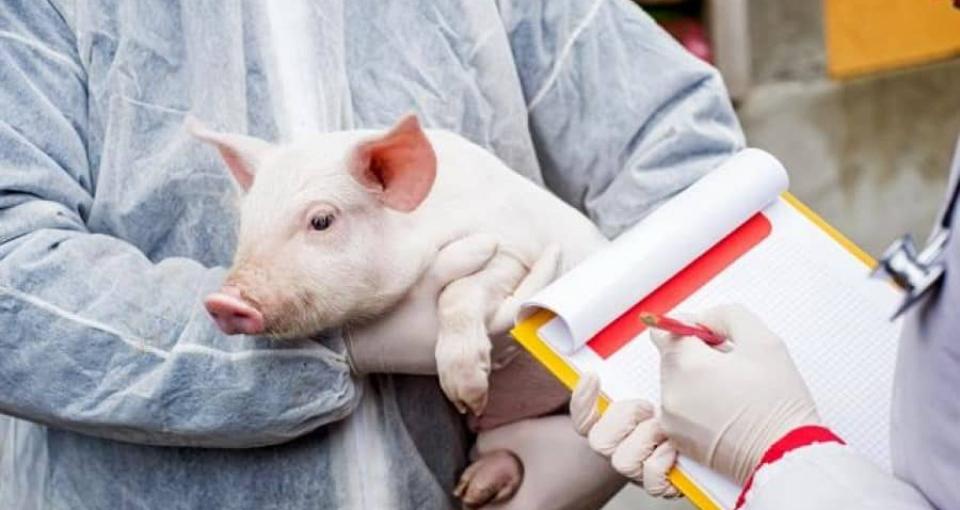 Un focar de pestă porcină africană a fost confirmat într-o gospodărie din raionul Cahul