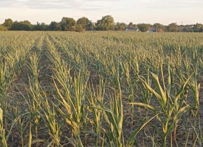 Care sunt cele mai bune culturi pentru regiunea de sud a țării? Vezi răspunsul Ministerul Agriculturii