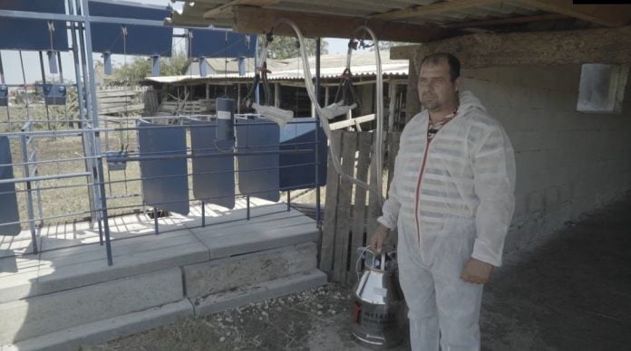 Au creat un brand pentru brânza de Cahul și acum vor exporta produsele