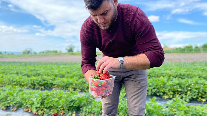 Victor Voina despre cultivarea căpșunelor: O fac mai mult din pasiune pentru fruct //VIDEO