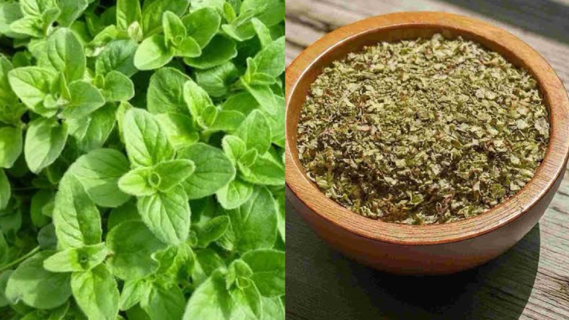 oregano.jpg