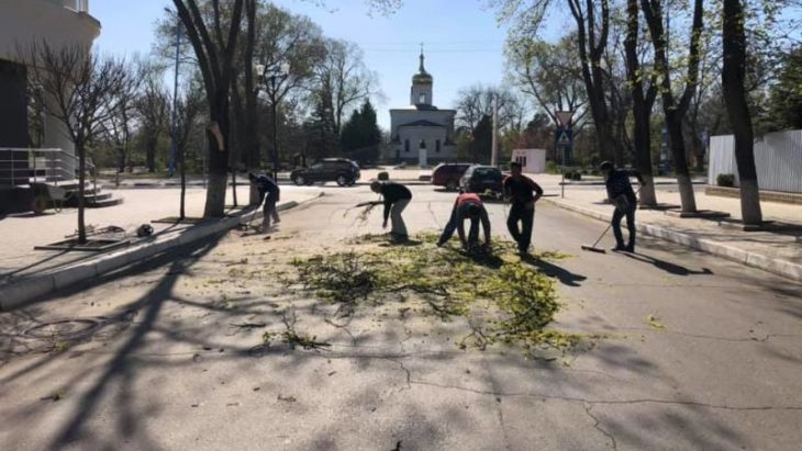 Mai mulți bărbați surprinși de un consilier municipal în timp ce tăiau un copac în centrul orașului