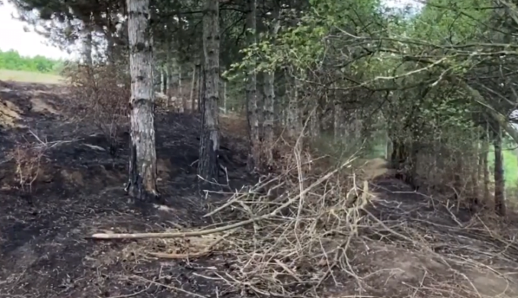 Incendiu și defrișări au avut loc în păduricea din Cahul