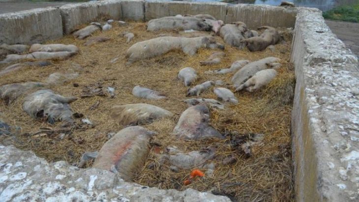 Două noi cazuri e Pestă Porcină în raionul Cahul. Au fost uciși 18 porci dintr-o gospodărie