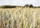 Prețul la grâu ar putea exploda la nivel internațional din cauza secetei și caniculei
