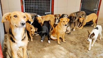 Un nou azil pentru câini maidanezi va fi deschis la Cahul