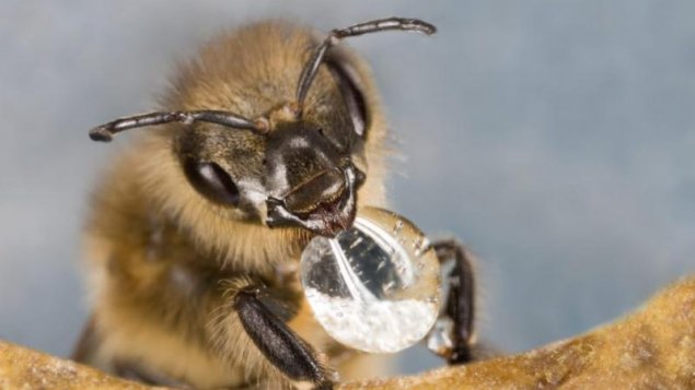 Ghidul Apicultorului: Obținerea veninului de albine