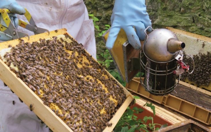 Ghidul Apicultorului: Întroducerea mătcii în familia de albine (înlocuirea mătcii)