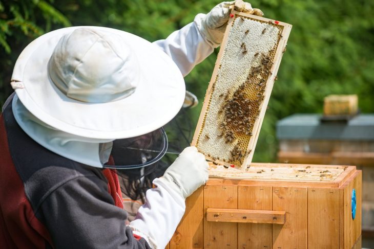 Managementul familiei de albine: Amplasarea stupinelor și inspecția stupului