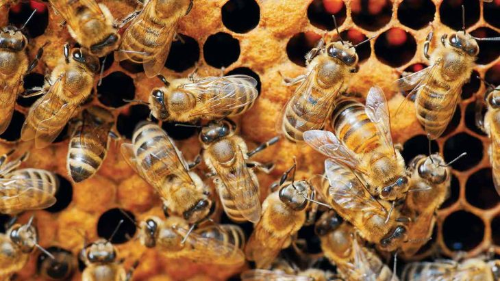 Ghidul apicultorului: Metode și procedee de combatere anti varroa