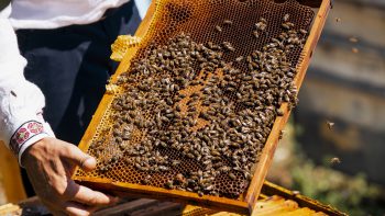 Lucrări de întreținere a coloniilor de albine într-un an apicol: Perioada de iernare