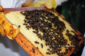 Lucrări de întreținere a coloniilor de albine într-un an apicol: Perioada dezvoltării familiei de albine și înmulţirii naturale