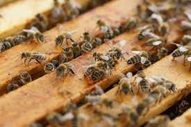 Lucrări de întreținere a coloniilor de albine într-un an apicol: perioada de creștere albinelor premergătoare celei de iernat