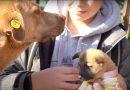 Cahul – din ce în ce mai aproape de a soluționa problema câinilor maidanezi  // VIDEO