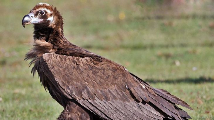 O specie rară de vultur a fost observată în Cahul
