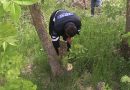 Mai multe tăieri ilicite de pădure depistate de ecologiști în raionul Cahul