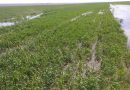Mai mulți fermieri din raionul Cahul nu-și pot lucra pământul pentru că este inundat