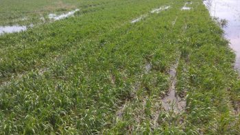 Mai mulți fermieri din raionul Cahul nu-și pot lucra pământul pentru că este inundat